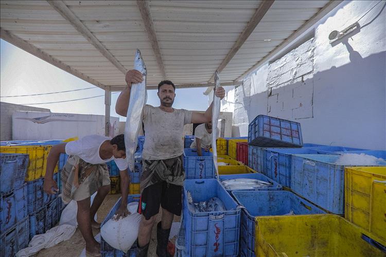 الاحتفاظ بالأسماك في اليمن طازجةً عبر الطاقة الخضراء